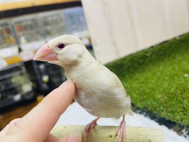 シナモン文鳥