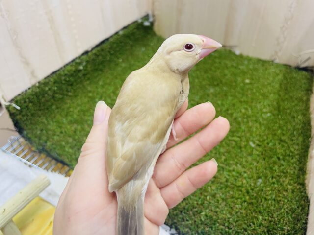 シナモン文鳥