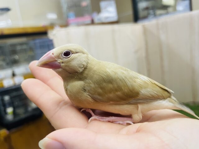 シナモン文鳥