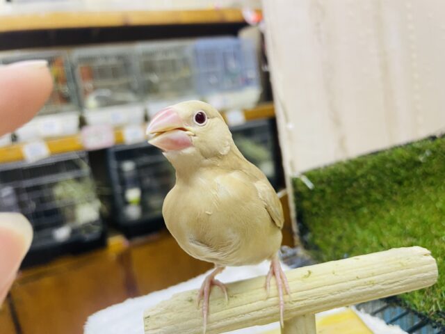 シナモン文鳥