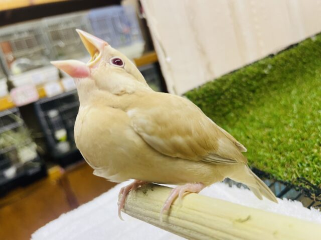 シナモン文鳥