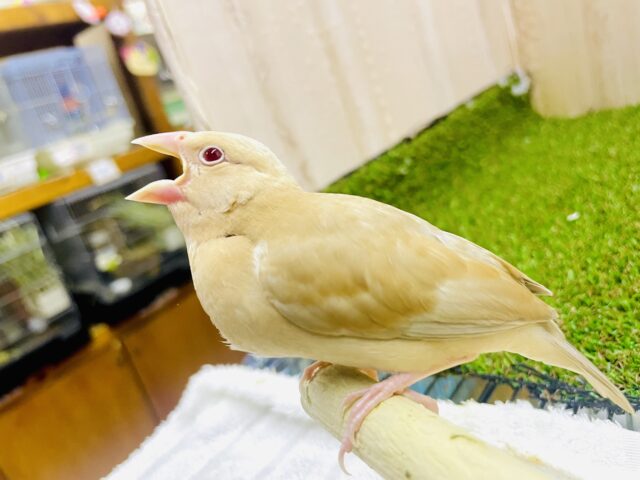 最新画像になりますよ🌟聞かれたんだ将来の夢☁️でっかいキャラメルになること！！　シナモン文鳥