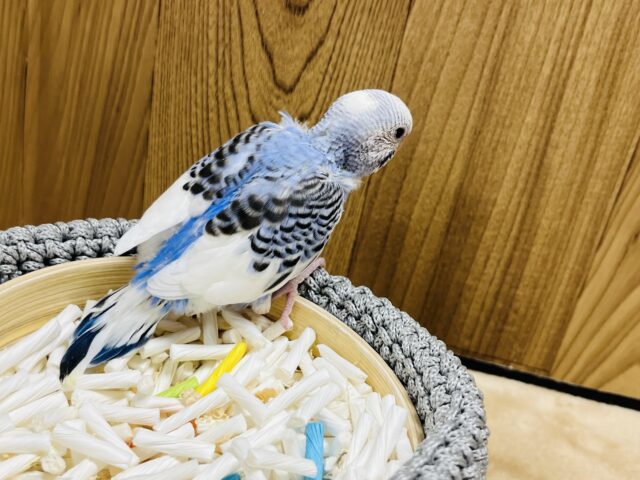 セキセイインコ