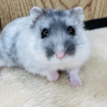 ブラックのカラーがポイント🫧マーブルハムスター（女の子）