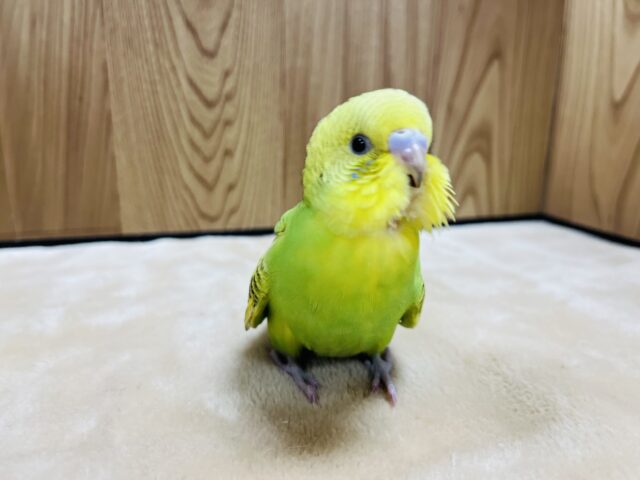 セキセイインコ