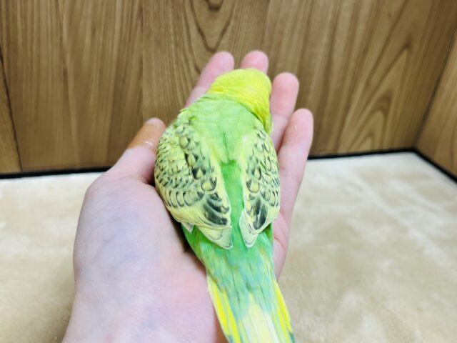 セキセイインコ