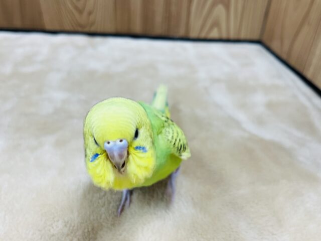 セキセイインコ