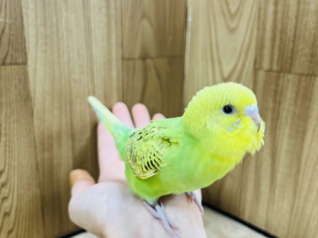 セキセイインコ