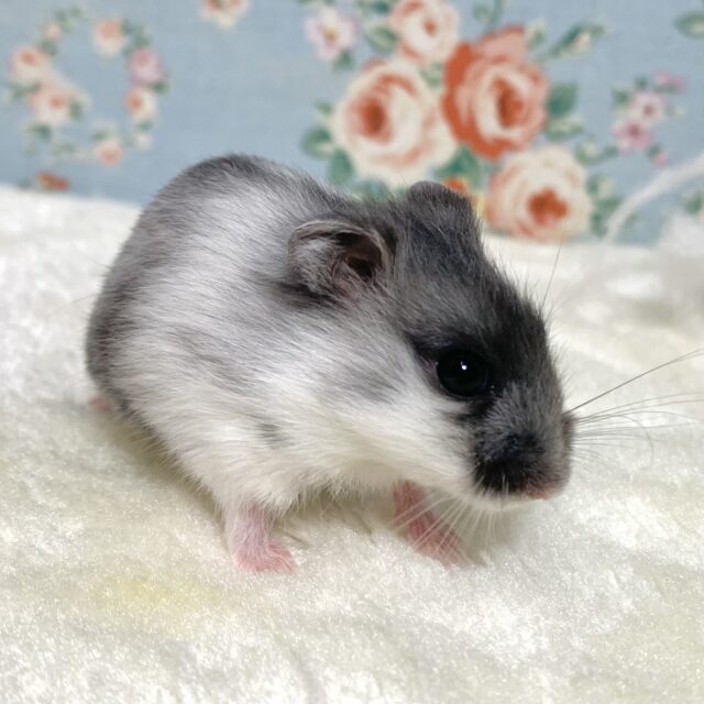 ジャンガリアンハムスター マーブル 2匹入舎🐹✨️ ジャンガリアン