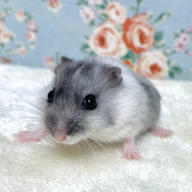 ジャンガリアン