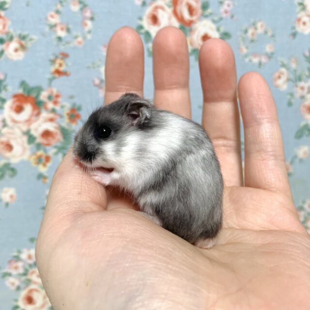 ジャンガリアン