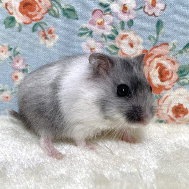 ジャンガリアン