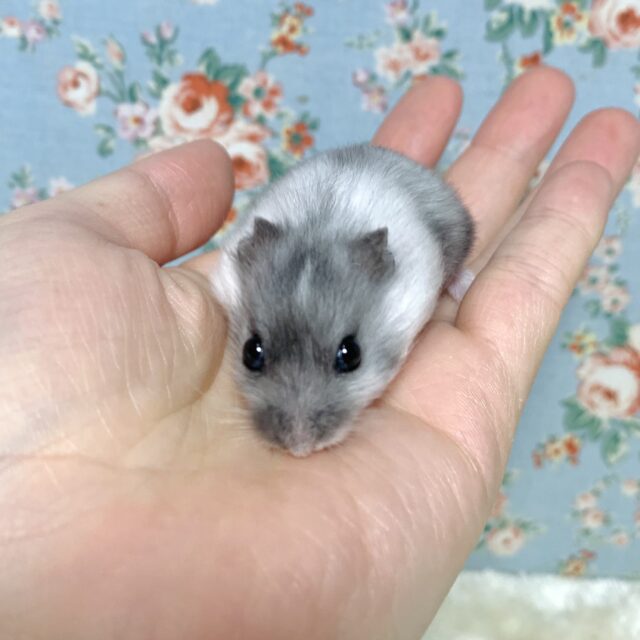 ジャンガリアンハムスター マーブル 2匹入舎🐹✨️ ジャンガリアン