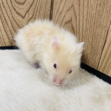 輝く綺麗すぎる毛並み✨サテンハムスター（女の子）