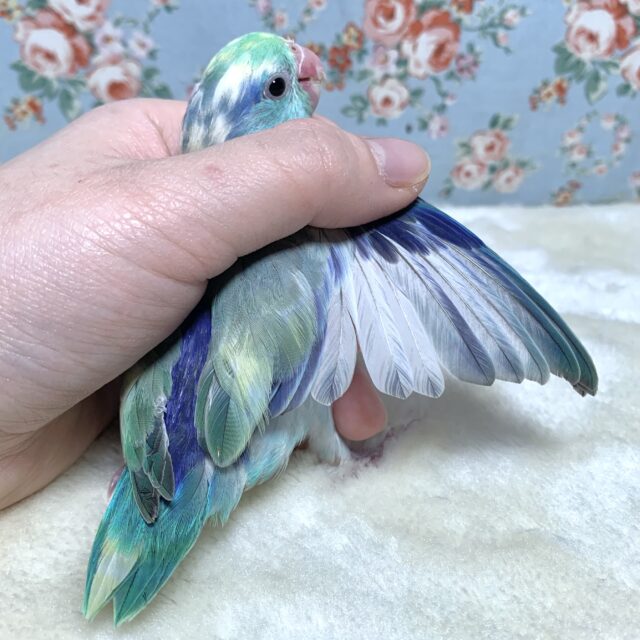 マメルリハ ターコイズブルーヘビーパイド 男の子 🦋🍋✨.゚・* マメルリハ