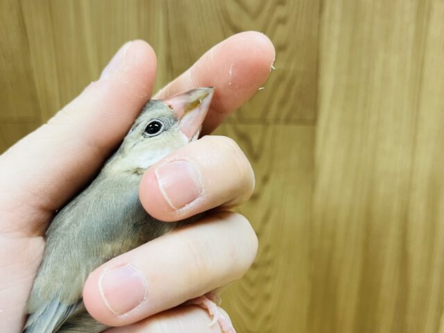 桜文鳥