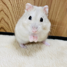 淡いカラーが魅力的🫧マンダリンハムスター（女の子）