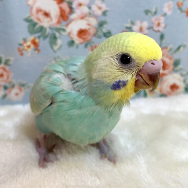 ディスカウント 24☆セキセイインコ☆レインボースパングル 淡色