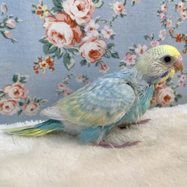 ディスカウント 24☆セキセイインコ☆レインボースパングル 淡色