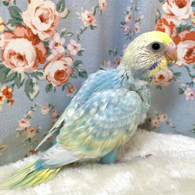 セキセイインコ パステルレインボースパングルセルフ ️🩵💧