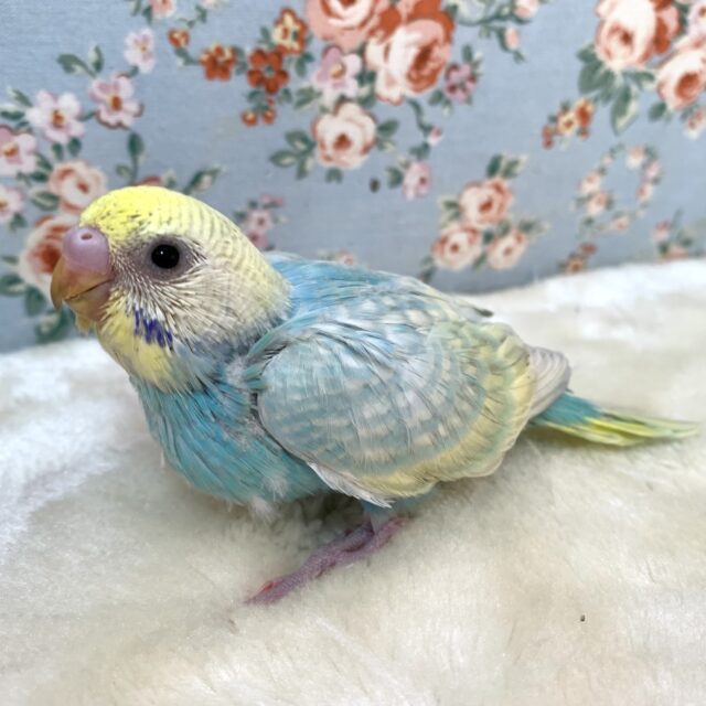 セキセイインコ パステルレインボースパングルセルフ ️🩵💧