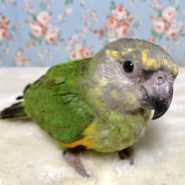 セネガルパロット