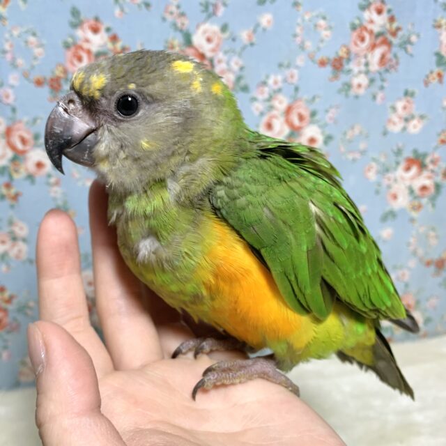 セネガルパロット(ネズミガシラハネナガインコ) 🩶🪶