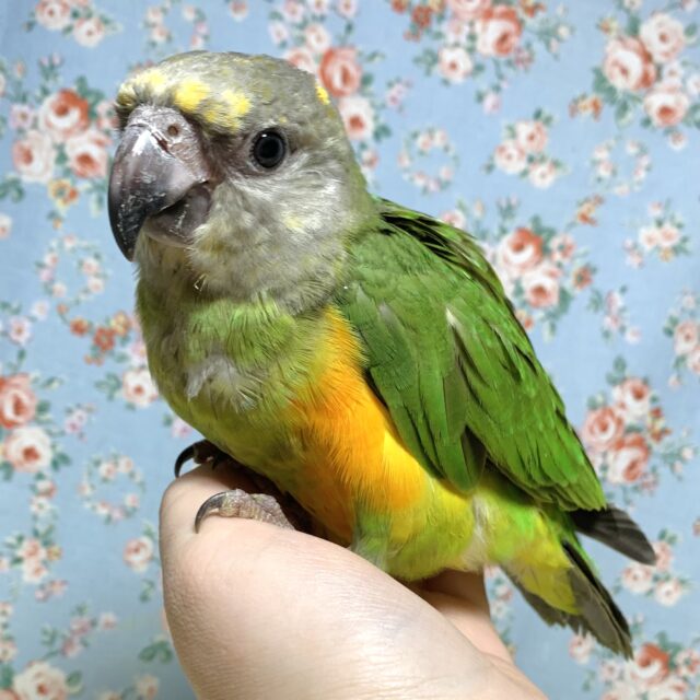 セネガルパロット