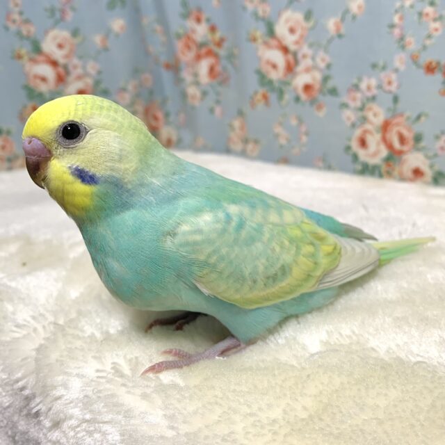 セキセイインコ パステルレインボースパングルセルフ(エメラルドグリーン系) 🌿💎.*