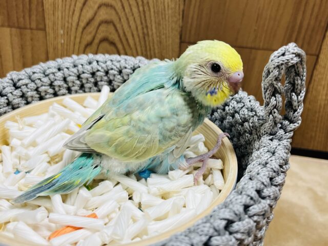 セキセイインコ