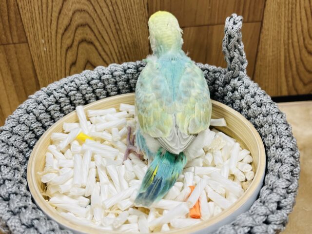 セキセイインコ