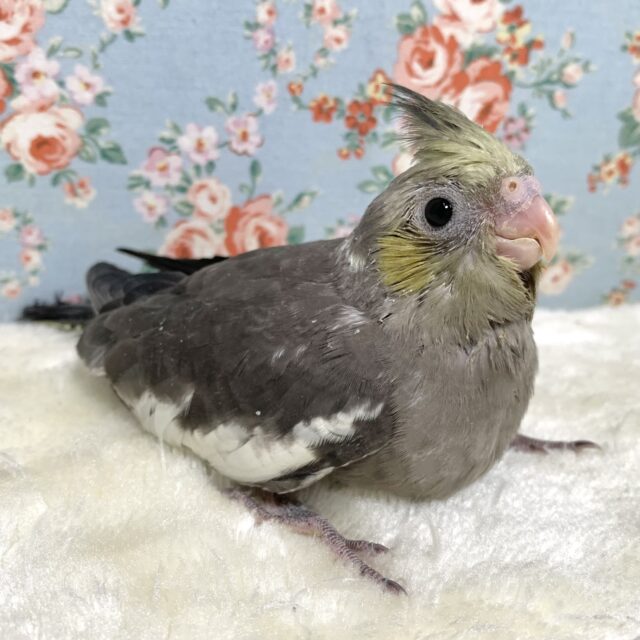オカメインコ