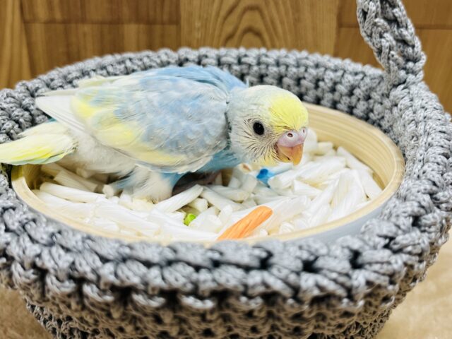 セキセイインコ