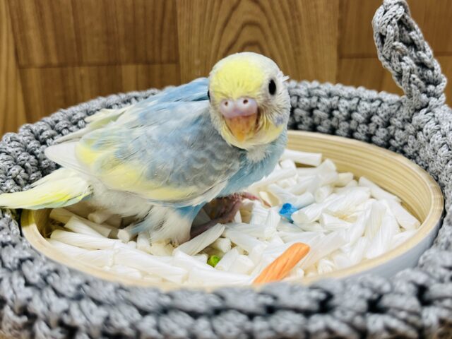 セキセイインコ