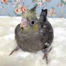 オカメインコ   イエローフェイス  💛🐦💛