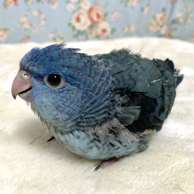 サザナミインコ
