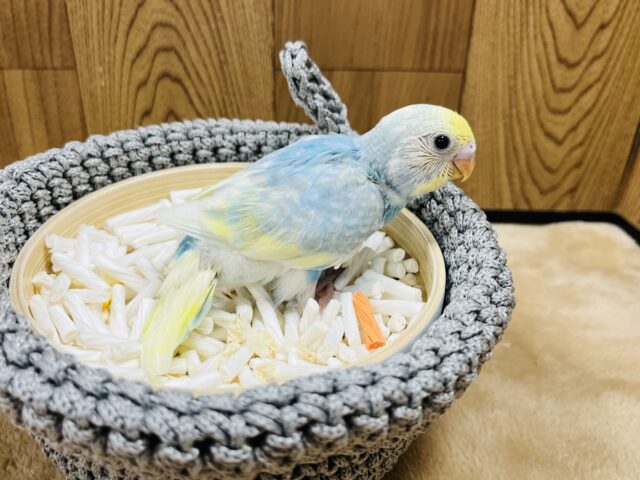 セキセイインコ