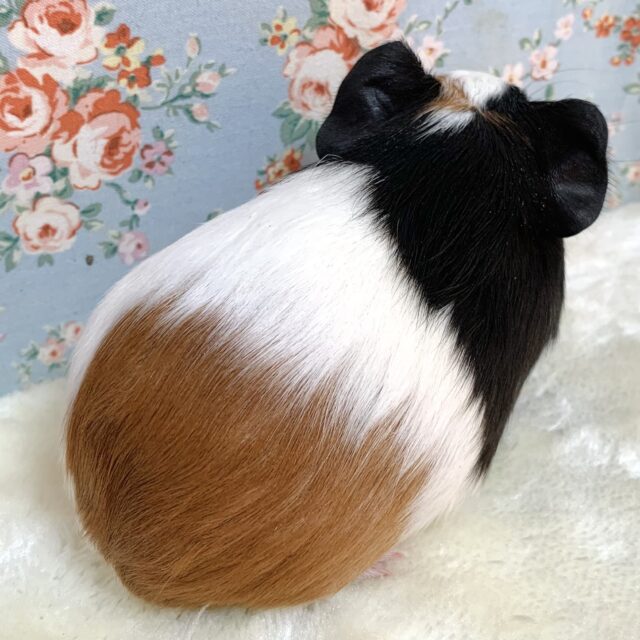 イングリッシュモルモット