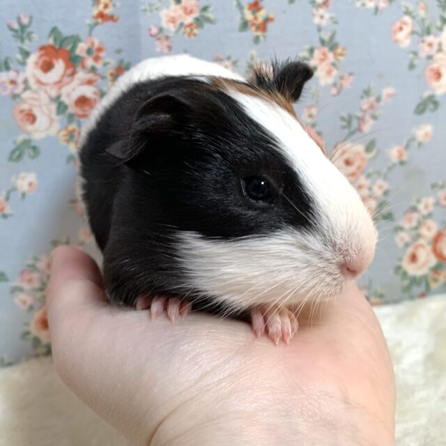 モルモット 3色 茶×白×黒 🤍🖤🤎 イングリッシュモルモット