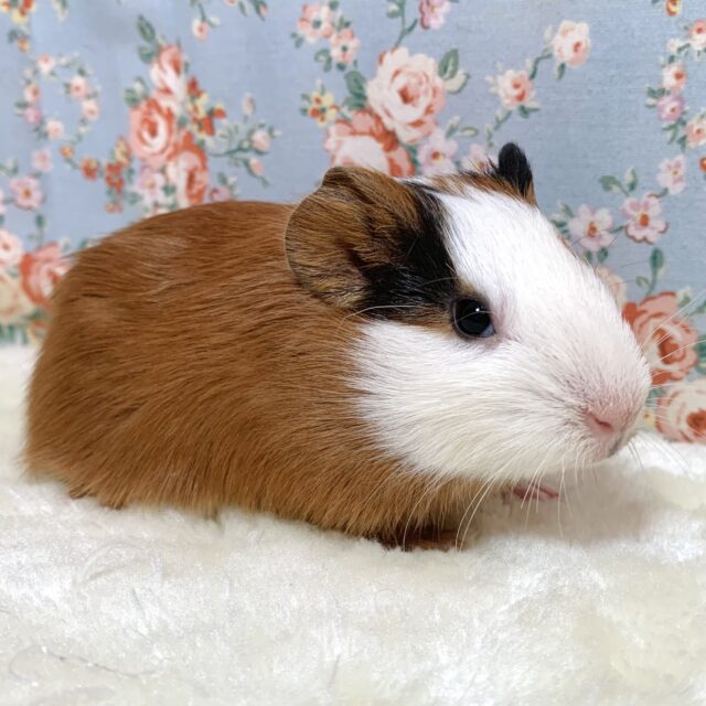 イングリッシュモルモット