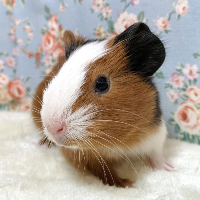 イングリッシュモルモット 男の子 白×茶×黒 3色 🧸🖤 イングリッシュモルモット