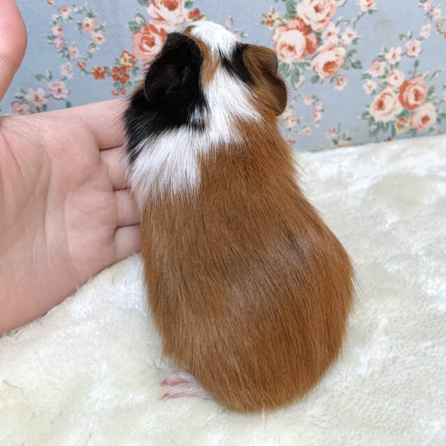 イングリッシュモルモット