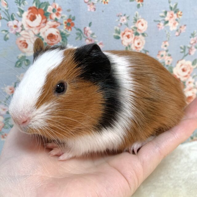 イングリッシュモルモット