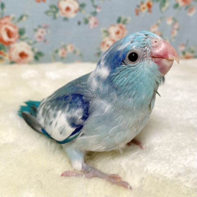 マメルリハ マーブルパイドブルー 💙🐦‎🤍