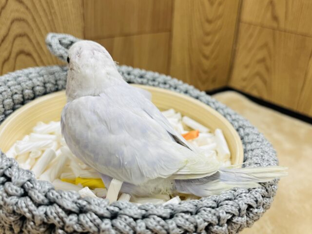 セキセイインコ