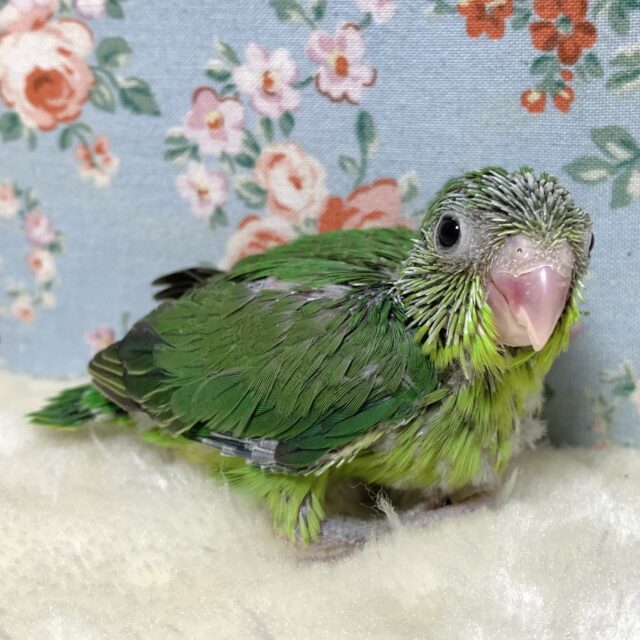 マメルリハ ノーマルグリーン 💚📗 マメルリハ