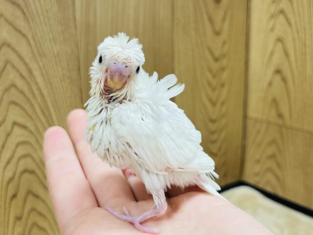 羽衣セキセイインコ