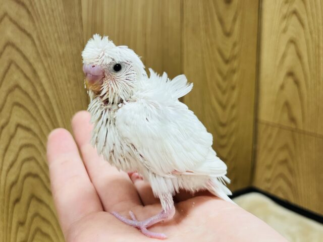 羽衣セキセイインコ