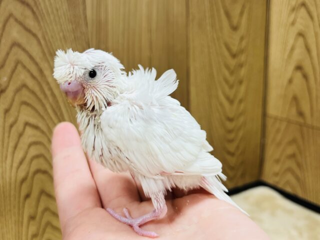 羽衣セキセイインコ