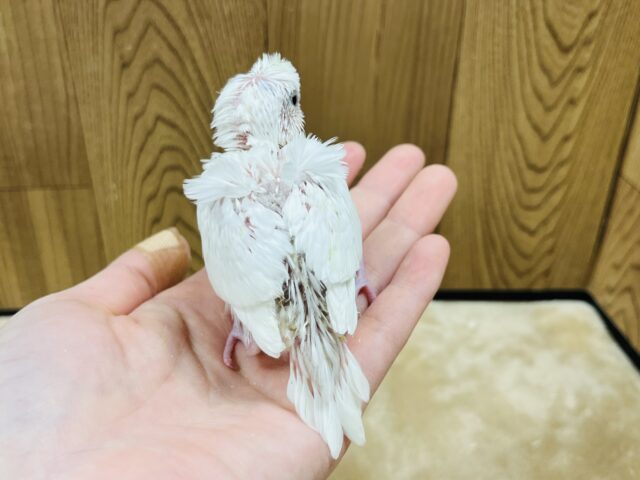 羽衣セキセイインコ